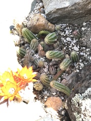 Lobivia silvestrii