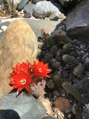Lobivia silvestrii