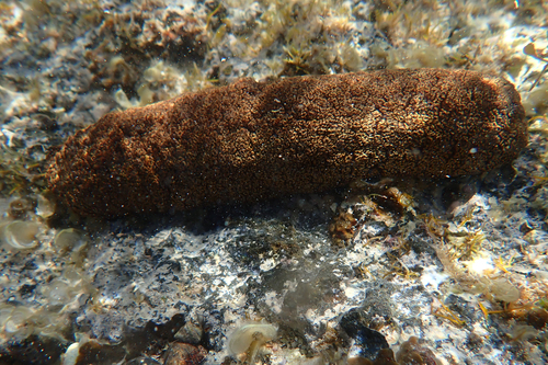 Actinopyga mauritiana observed 2026-07-21