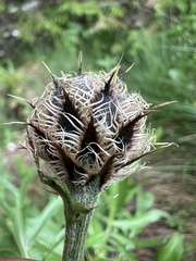Centaurea kotschyana