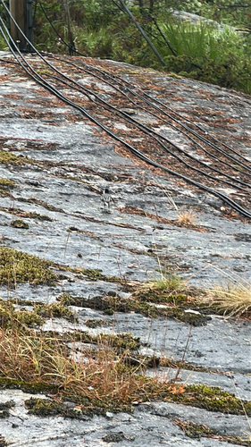 White Wagtail