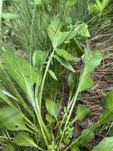 Centaurea kotschyana, photograph 2