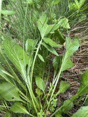 Centaurea kotschyana, photograph author not stated, no rights reserved