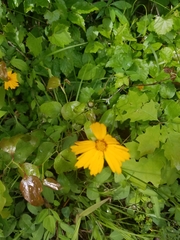 Coreopsis auriculata
