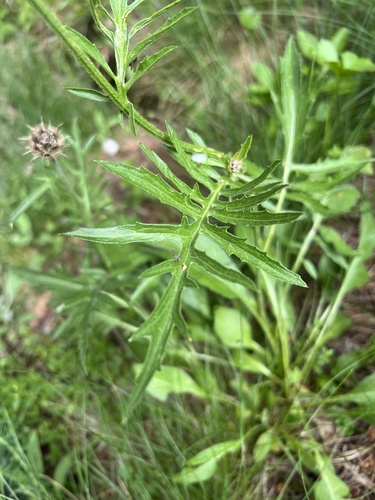 Centaurea kotschyana, photograph 3