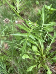 Centaurea kotschyana, photograph author not stated, no rights reserved