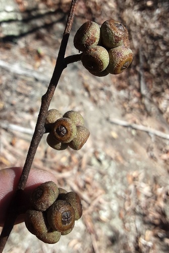 Eucalyptus blaxlandii observed 2026-07-15