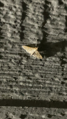 Orange Epipagis Moth
