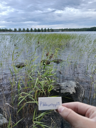 common reed