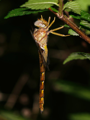 Neurocordulia xanthosoma