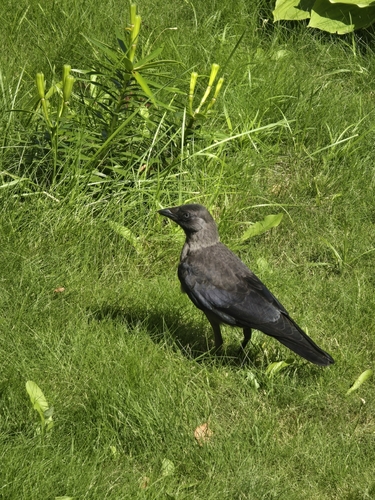 Eurasian Jackdaw