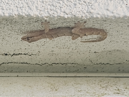 Lepidodactylus lugubris observed 2026-07-25
