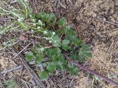 Lomatium lucidum