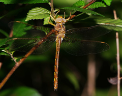 Neurocordulia xanthosoma