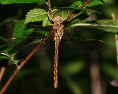 Neurocordulia xanthosoma