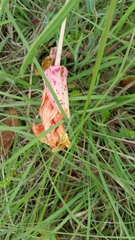 Oenothera macrocarpa