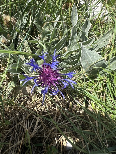 Centaurea triumfettii, photograph 2