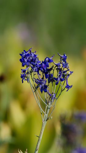 Delphinium nuttallianum, photograph 1