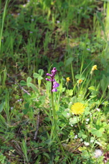 Anacamptis morio