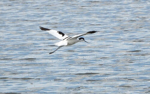 iNaturalist: (c) Вадим Синюхин, some rights reserved (CC BY-NC), uploaded by Вадим Синюхин iNaturalist image