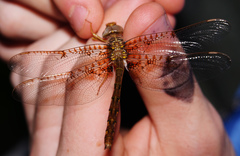 Neurocordulia xanthosoma