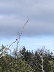 Colaptes