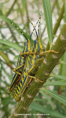 Painted Grasshopper