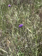 Euphydryas chalcedona chalcedona