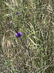 Euphydryas chalcedona chalcedona