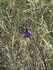 Euphydryas chalcedona chalcedona
