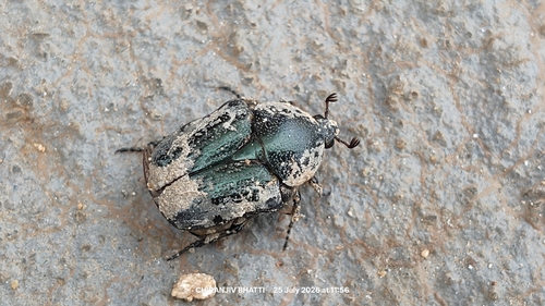 Protaetia terrosa