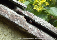 Megachile amparo