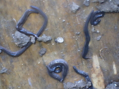 Endeavouria septemlineata