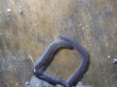 Endeavouria septemlineata