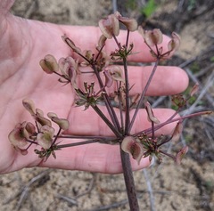 Lomatium lucidum