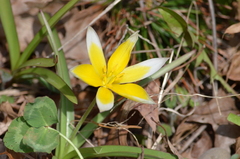 Tulipa dasystemon