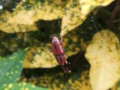 Metaprodioctes formosanus