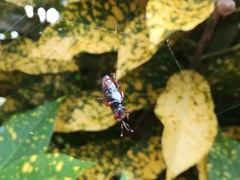 Metaprodioctes formosanus