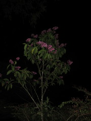Palicourea lasiantha