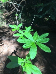 Rhododendron occidentale