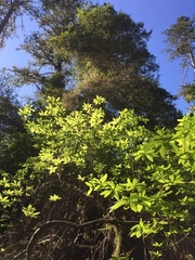 Rhododendron occidentale