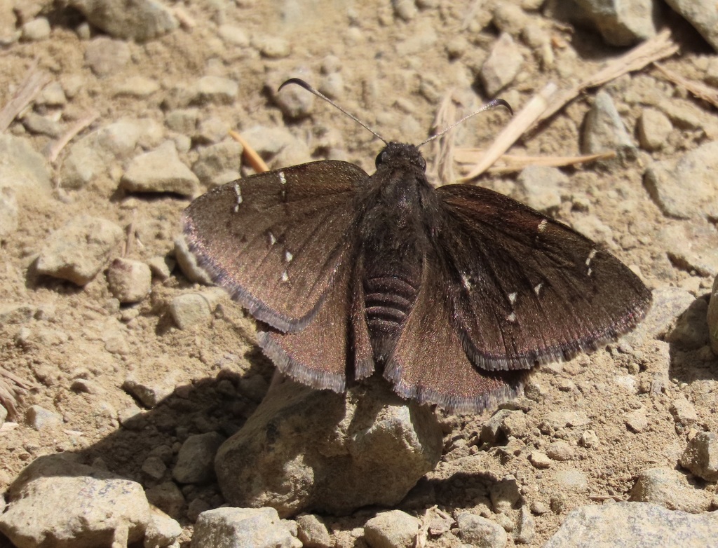 Northern Cloudywing