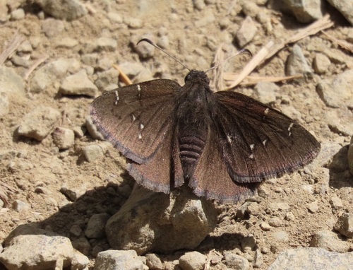 Northern Cloudywing