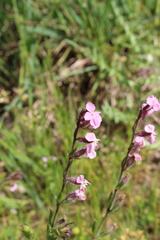 Silene gallica