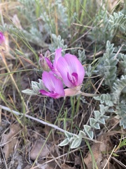 Astragalus utahensis