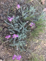 Astragalus utahensis