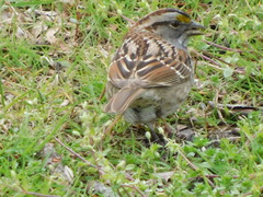 Zonotrichia albicollis