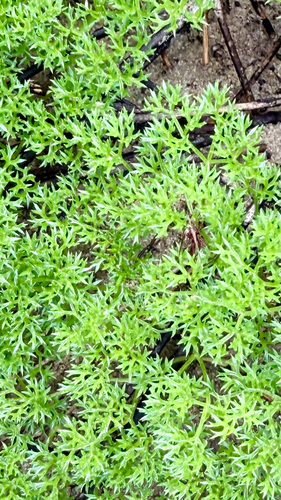 Annesorhiza macrocarpa