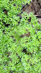 Annesorhiza macrocarpa, photograph (c) Deon van Eeden, some rights reserved (CC BY-SA)