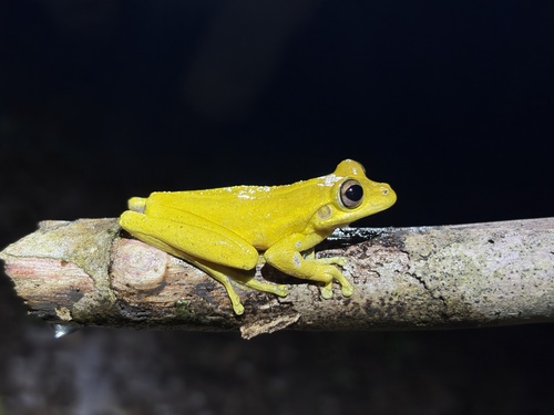Litoria thesaurensis observed 2026-07-22
